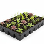 top view of Succulents Assortment Rooted Starter Plant live succulent from Divine Roots