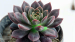 growth pattern of Echeveriaaffinis Black Knight Rooted Starter Plant live succulent from Divine Roots