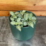 size reference for Fittonia Tiger Rooted Starter Plant live houseplant from Divine Roots
