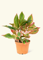 top view of Aglaonema Red Vein live Aglaonema from Divine Roots