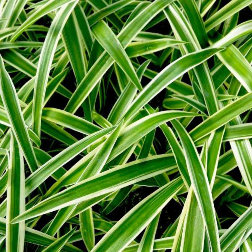 Chlorophytum Spider Reverse Rooted Starter Plant