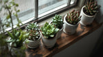close-up detail of Windowsill Succulent Plant Pack live succulent from Divine Roots