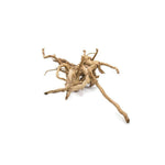 close-up detail of Aquarium Hardscape DriftWood: SpiderWood live houseplant from Divine Roots