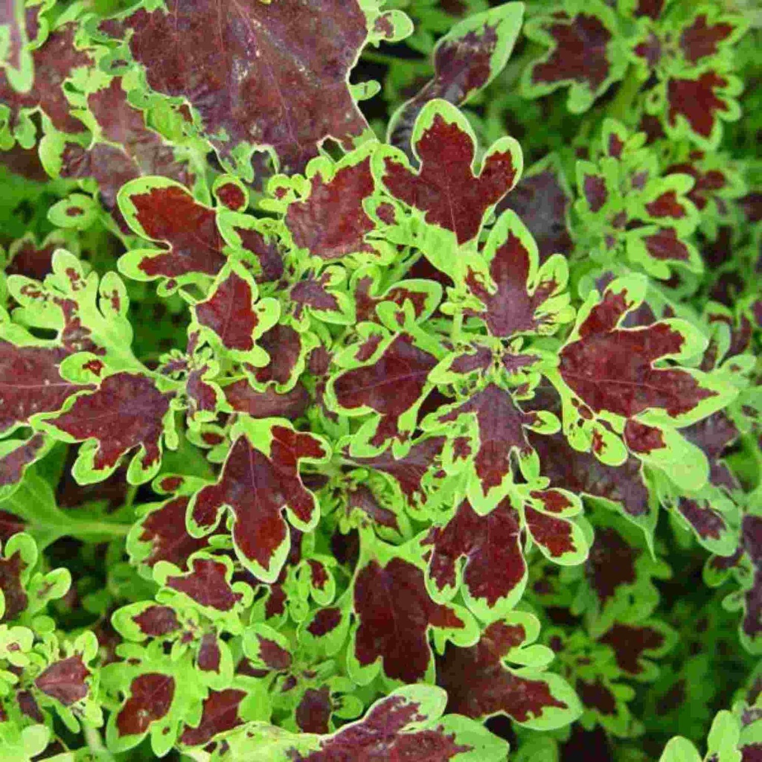 Coleus Inky Fingers Rooted Starter Plant live houseplant from Divine Roots