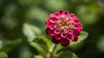 close-up detail of Lantana Dwarf Raspberry (Rooted Starter Plant) live houseplant from Divine Roots