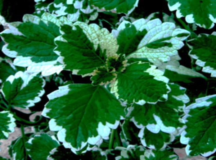 Plectranthus Swedish Ivy Mint