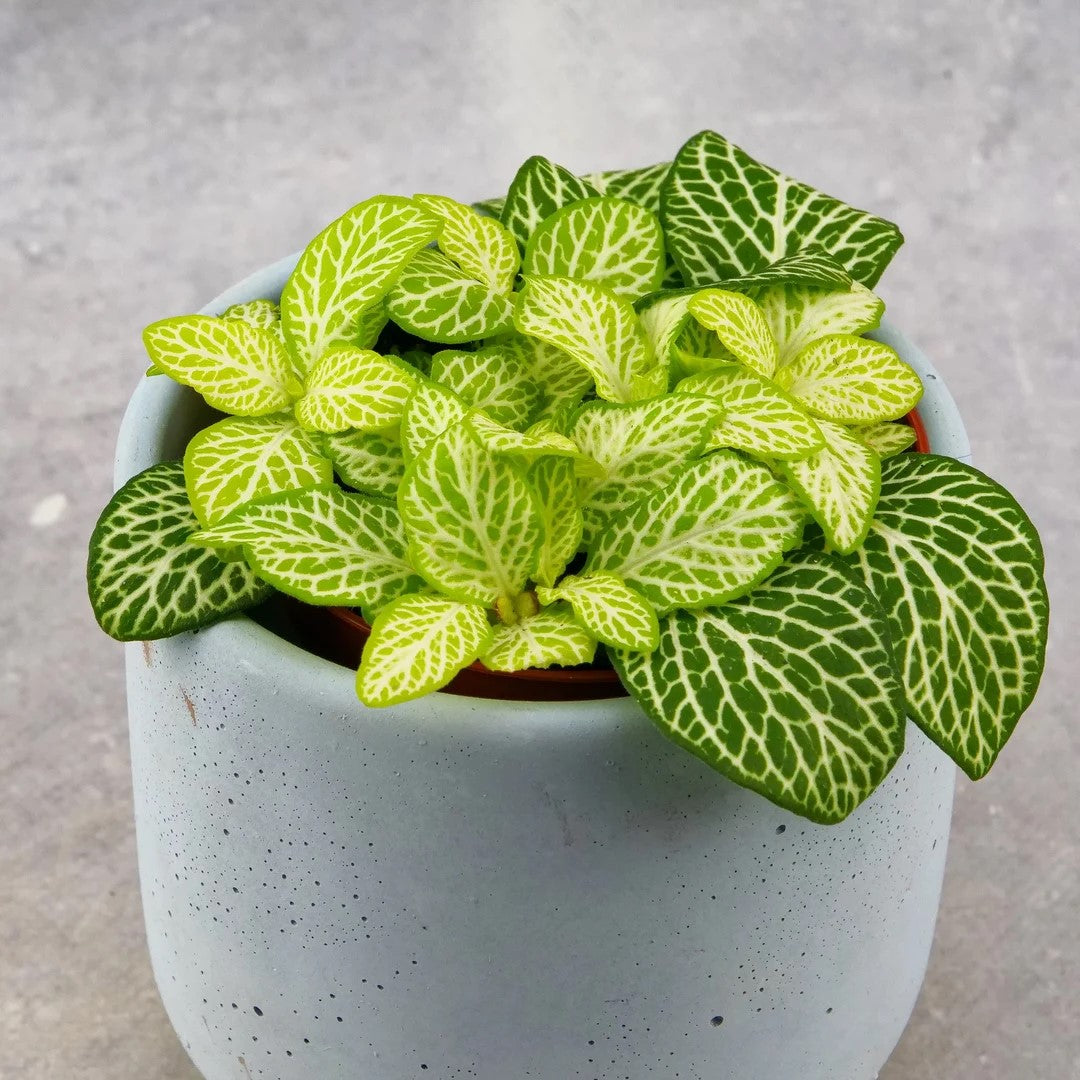 top view of Fittonia Jolly Lemon Rooted Starter Plant live houseplant from Divine Roots