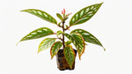 top view of Angel Wing Begonia Medora Rooted Starter Plant live Begonia from Divine Roots