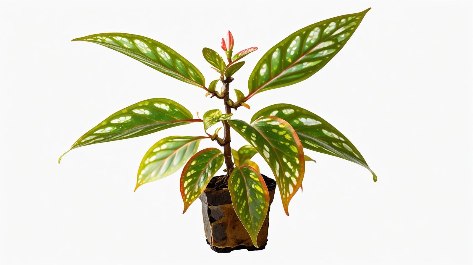 top view of Angel Wing Begonia Medora Rooted Starter Plant live Begonia from Divine Roots