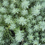 Sedum Reflexum Blue Spruce live plant from Divine Roots — photo 6 of 12