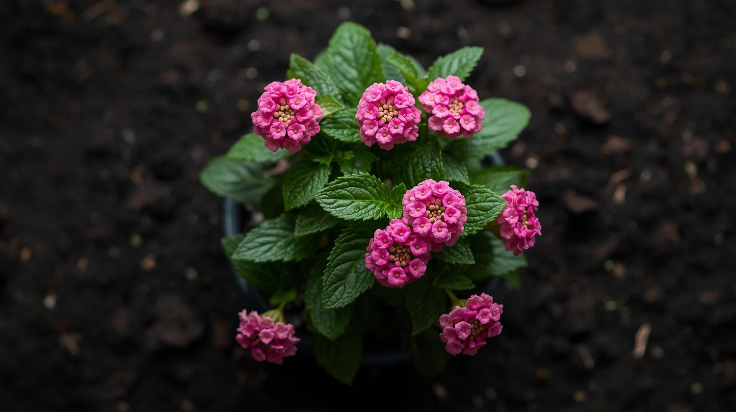 Lantana Wagon Wheel Pink live houseplant from Divine Roots