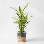 mature specimen of Sanderiana Variegated Dracaena live Dracaena from Divine Roots