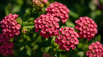 side profile of Lantana Wagon Wheel Pink live houseplant from Divine Roots