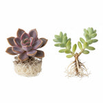 detail shot of Succulents Assortment Rooted Starter Plant live succulent from Divine Roots