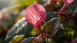 full view of Angel Wing Begonia Sunbrite Pink live Begonia from Divine Roots