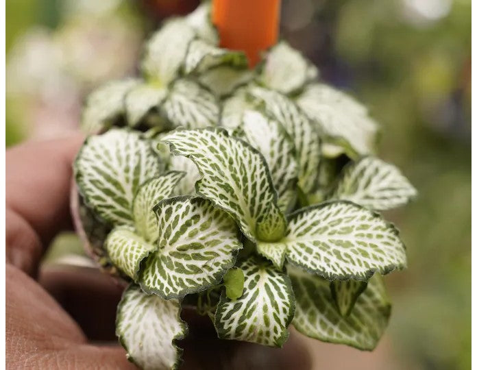 close-up detail of Fittonia Lovers Rooted Starter Plant live houseplant from Divine Roots