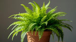 potted Boston Fern Massii live fern from Divine Roots