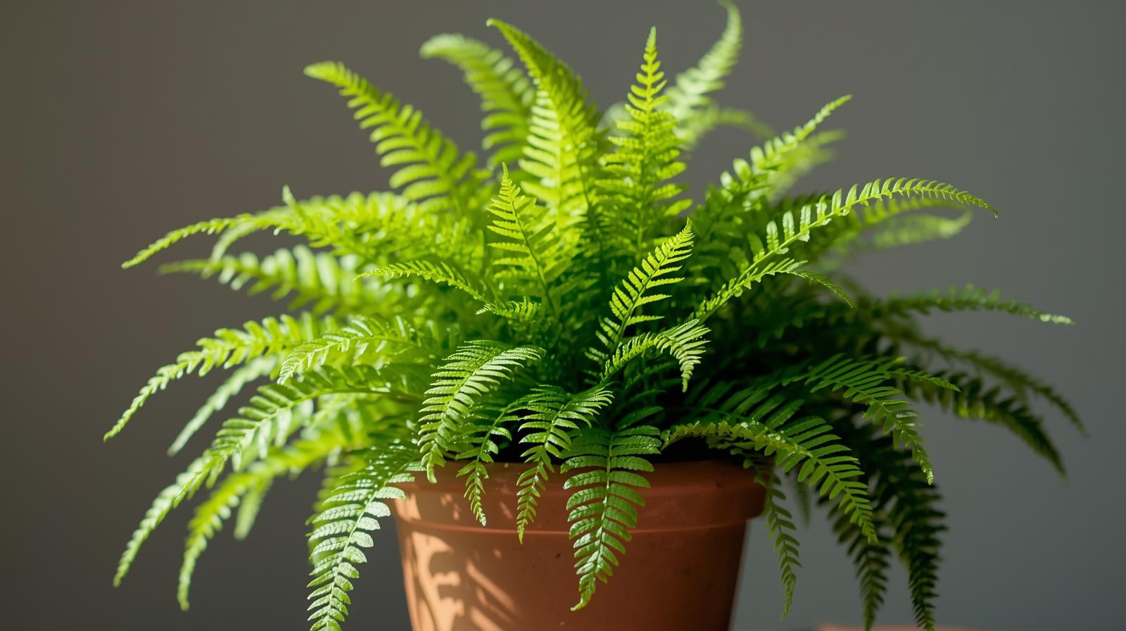 potted Boston Fern Massii live fern from Divine Roots