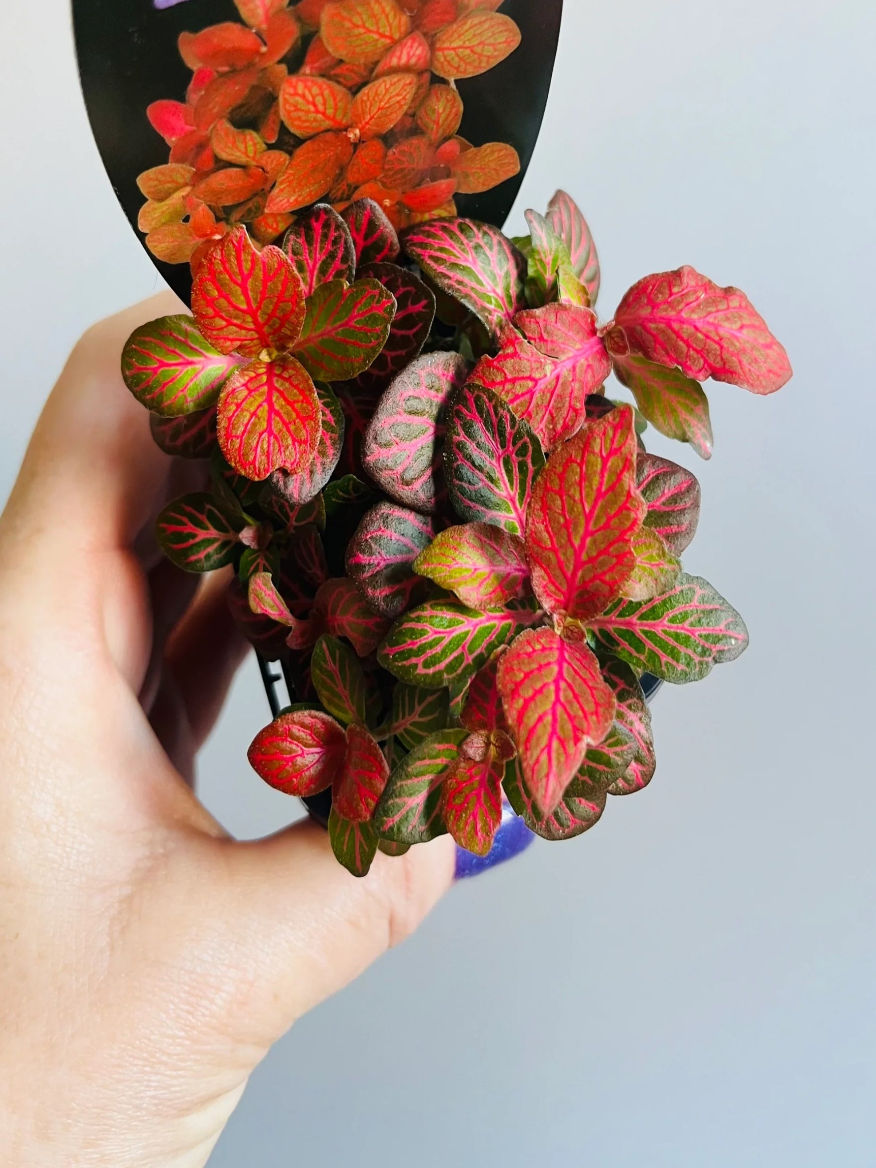 side profile of Fittonia Red Flame Rooted Starter Plant live houseplant from Divine Roots