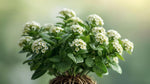 detail shot of Lantana Upright White (Rooted Starter Plant) live houseplant from Divine Roots