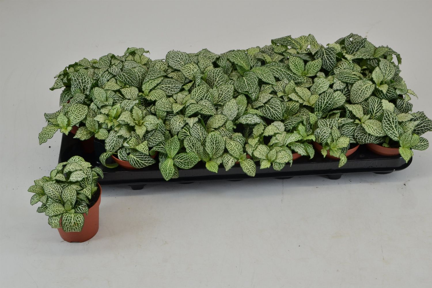 full view of Fittonia Whisper Rooted Starter Plant live houseplant from Divine Roots