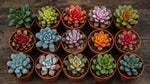 new growth on Sedum Succulent Plant Pack live succulent from Divine Roots