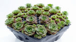 side profile of Succulents Sempervivum Assortment Rooted Starter Plant live succulent from Divine Roots