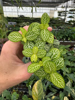 size reference for Fittonia Jolly Lemon Rooted Starter Plant live houseplant from Divine Roots