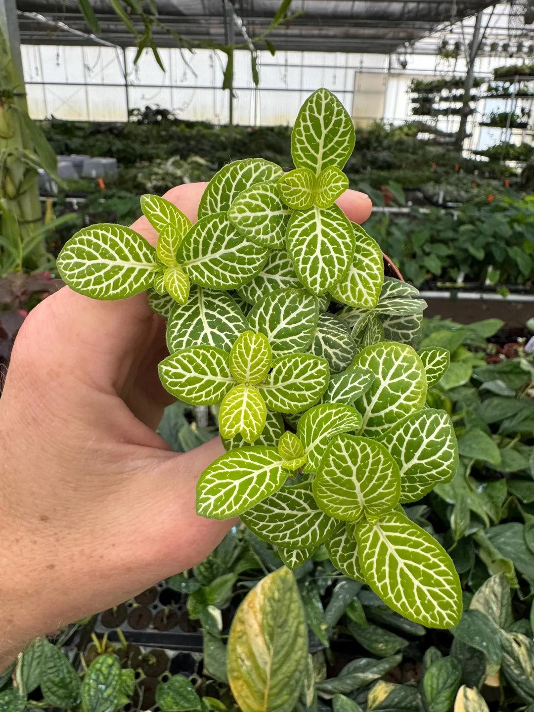 size reference for Fittonia Jolly Lemon Rooted Starter Plant live houseplant from Divine Roots