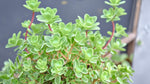 mature specimen of Sedum Spurium John Creech Rooted Starter Plant live succulent from Divine Roots