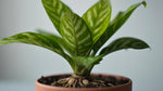 mature specimen of Calathea Freddie Rooted Starter Plant live prayer plant from Divine Roots