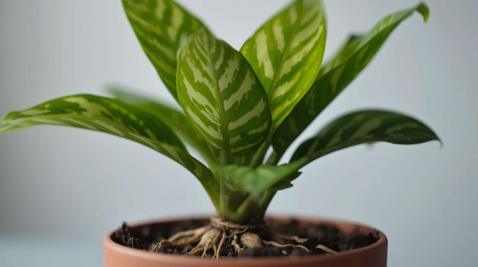 mature specimen of Calathea Freddie Rooted Starter Plant live prayer plant from Divine Roots
