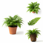size reference for Macho Fern Rooted Starter Plant live fern from Divine Roots