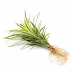 new growth on Sanderiana Variegated Dracaena live Dracaena from Divine Roots
