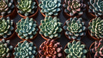 growth pattern of Sedum Succulent Plant Pack live succulent from Divine Roots
