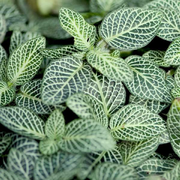 Fittonia Whisper Rooted Starter Plant live houseplant from Divine Roots
