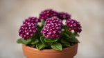 side profile of Lantana camara 'Dark Purple' live houseplant from Divine Roots