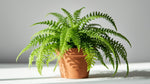 new growth on Boston Fern Massii live fern from Divine Roots