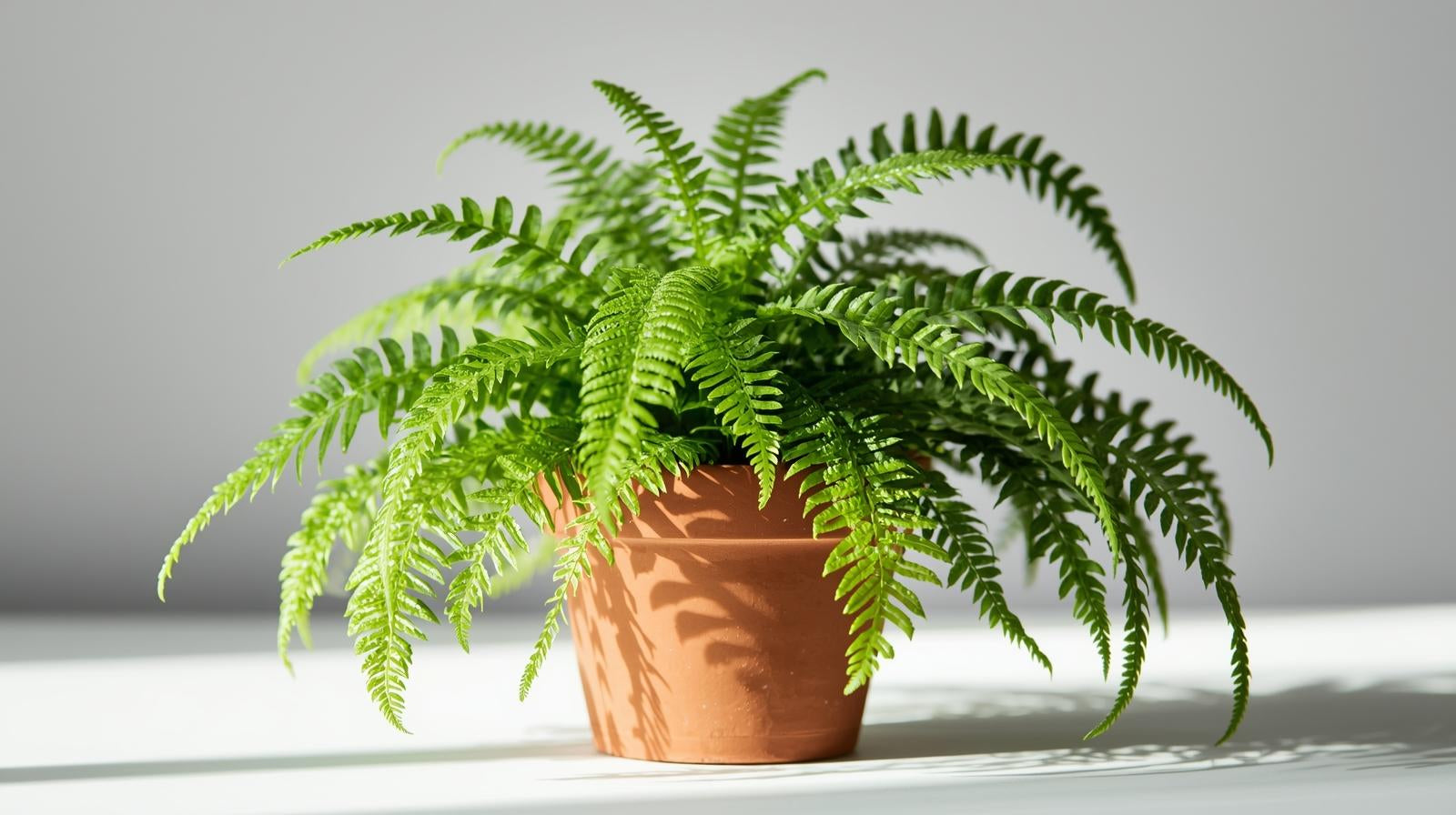 detail shot of Boston Fern Massii live fern from Divine Roots