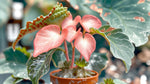 growth pattern of Angel Wing Begonia Sophia Rooted Starter Plant live Begonia from Divine Roots