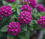 potted Lantana 'Dark Purple' (Rooted Starter Plant) live houseplant from Divine Roots