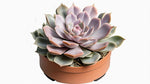size reference for Echeveria Perle Von Nurnberg Rooted Starter Plant live succulent from Divine Roots