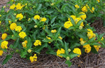 growth pattern of Lantana Spreading Gold Rooted Starter Plant live houseplant from Divine Roots