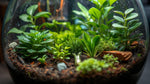 full view of Combo Terrarium Rooted Starter Plant live plant bundle from Divine Roots