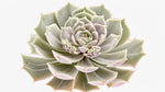 new growth on Echeveria Lola live succulent from Divine Roots
