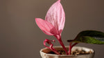 new growth on Begonia Double Lady Francis Pink live Begonia from Divine Roots