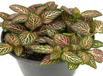 leaf detail of Fittonia Mistral Rooted Starter Plant live houseplant from Divine Roots