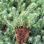 Sedum Reflexum Blue Spruce live plant from Divine Roots — photo 7 of 12
