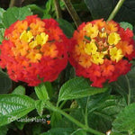 top view of Dallas Red Lantana live houseplant from Divine Roots