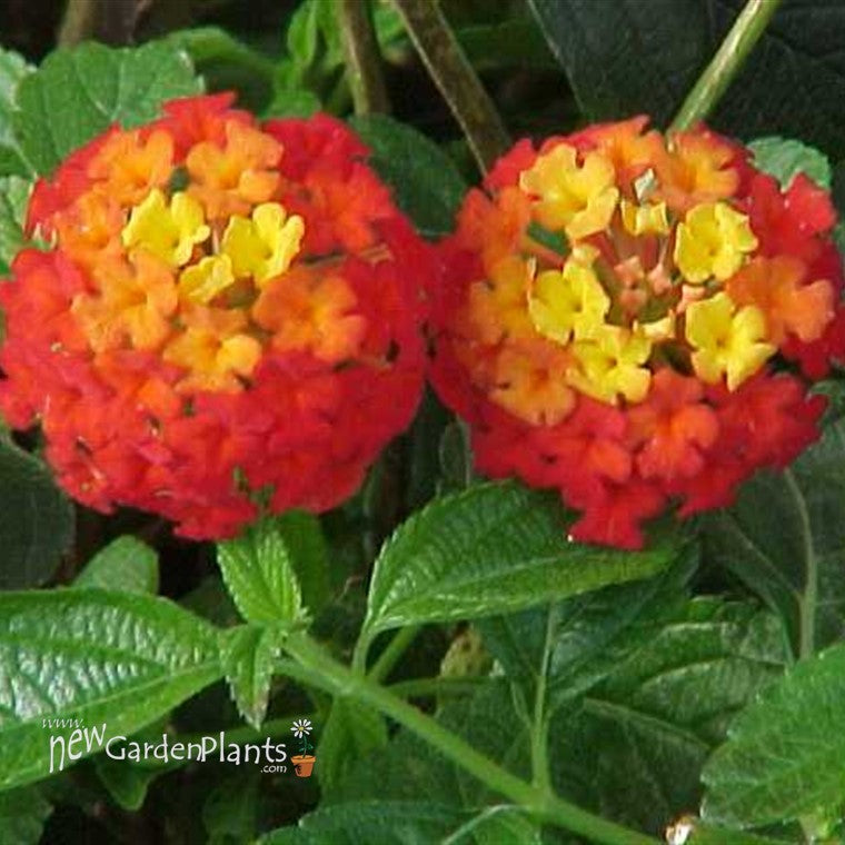 top view of Dallas Red Lantana live houseplant from Divine Roots